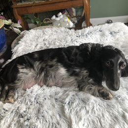 Cookie - Dachshund