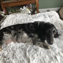 Cookie - Dachshund