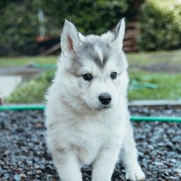 Siberian Husky Puppies from Chelsea's Huskies