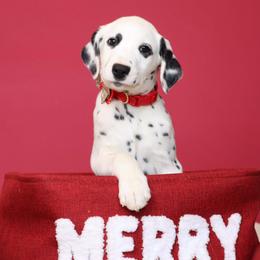 Anchor - Dalmatian puppy in Cottage Grove, Oregon from Hidden Hills Dalmatians