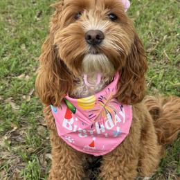 Aussiedoodle and Cockapoo Puppies from Ouachita River Cockapoos
