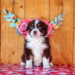 Miniature American Shepherd Puppies from Casita Miniature American Shepherds