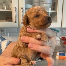 Arthur - Apricot male Goldendoodle puppy in Fairmont, West Virginia from Robin Nelson