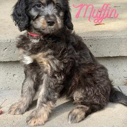 Muffin - Sable female Aussiedoodle puppy in Ellenburg Center, New York from Kristin's Puppies