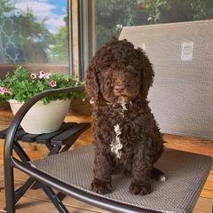 Goldendoodle, Old English Sheepdog, and Sheepadoodle Puppies from V6 Ranch Dogs