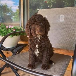 Goldendoodle, Old English Sheepdog, and Sheepadoodle Puppies from V6 Ranch Dogs