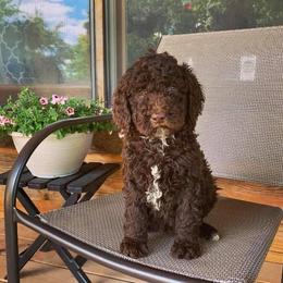 Goldendoodle, Old English Sheepdog, and Sheepadoodle Puppies from V6 Ranch Dogs