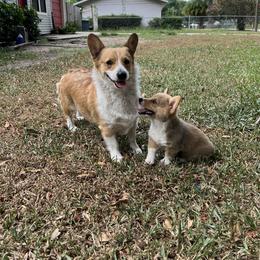 Pembroke Welsh Corgi Puppies from Newlands Insane Danes and Corgis