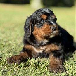 Dr. Finkelstein - Tri-color male Bernedoodle puppy in Valrico, Florida from Shadow Kennels