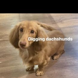 Cooper - Dachshund