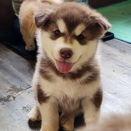 Jinx, yellow collar - Red and white female Alaskan Malamute puppy in Grayson County, Virginia from River Bend Malamutes