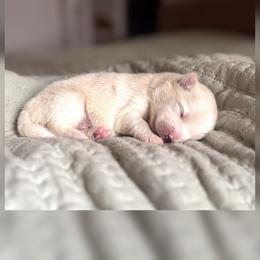 Boy 3 - White male Pomsky puppy in Grass Valley, California from Karalot Pomskies