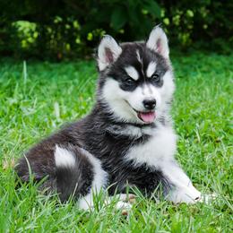 Siberian Husky Puppies from The Siberian Empire