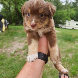 Boy 1 - Red tri Miniature Australian Shepherd puppy in New London, Minnesota from TWO ACRE HILLS