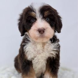 Rhythm - Brown male Bernedoodle puppy in Fleming, Colorado from Vandenbark Doodles