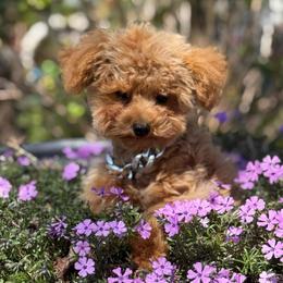 BENTLEY - Poodle