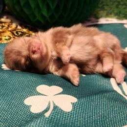 Clover - 3,500 dollars - Chocolate merle female Pomeranian puppy in Amelia, Ohio from Boujee Puff Poms