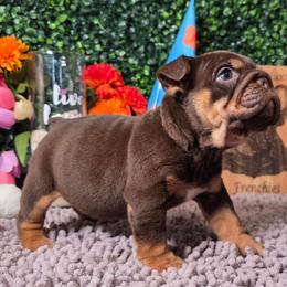 Lady - Chocolate tri-color female Bulldog puppy in Burleson, Texas from Diamond Deluxx Frenchies