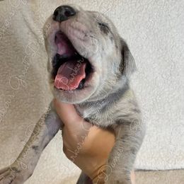 Great Dane Puppies from Parker's Great Danes