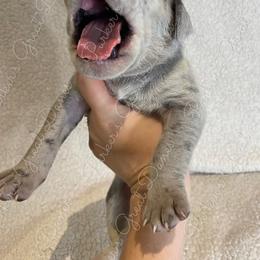 Great Dane Puppies from Parker's Great Danes