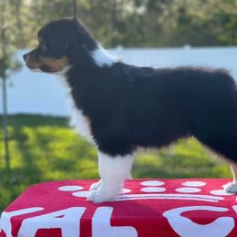 Australian Shepherd Puppies from NorthBeach Aussies