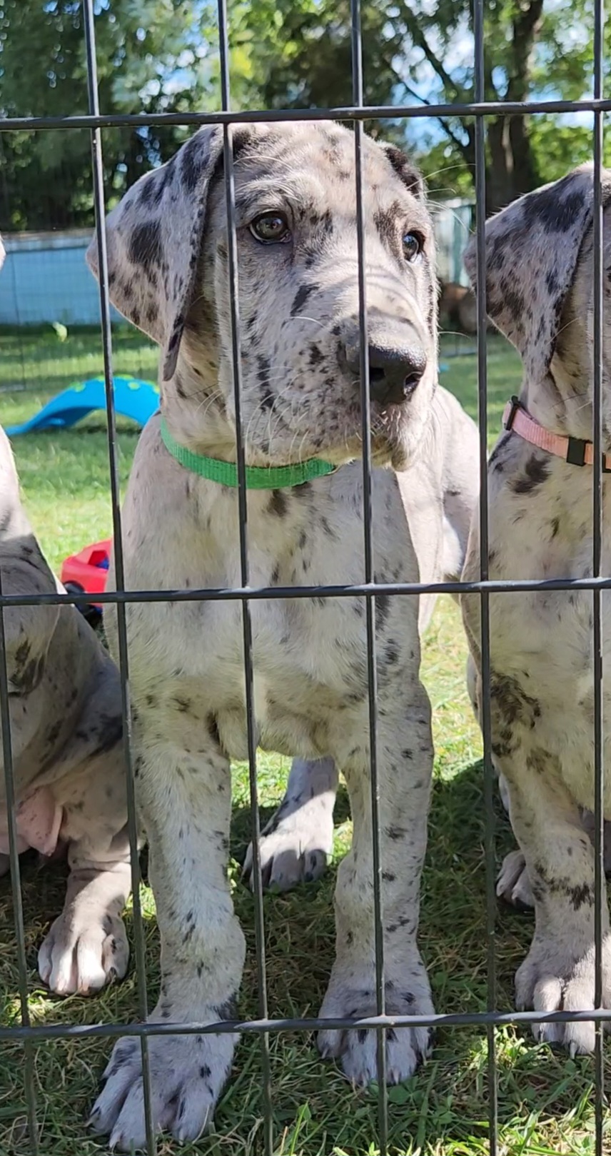 Captian Koons - Merle male Great Dane puppy in Miamisburg, Ohio from Iron Horse Kennel