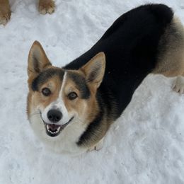 Barrett - Pembroke Welsh Corgi