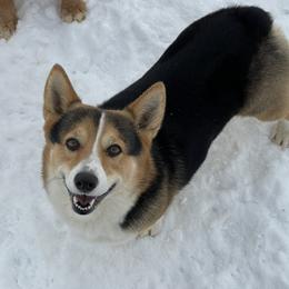 Barrett - Pembroke Welsh Corgi