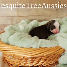 Miniature Australian Shepherd and Toy Australian Shepherd Puppies from Mesquite Tree Aussies