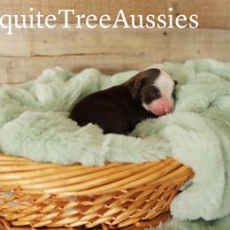 Miniature Australian Shepherd and Toy Australian Shepherd Puppies from Mesquite Tree Aussies