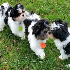 Mi-Kis from Dakota Mi-Kis