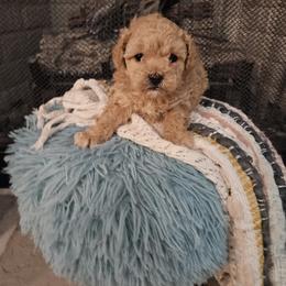 Poodle Puppies from Pawsitively Perfect Poodles