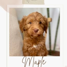 Australian Labradoodle and Labradoodle Puppies from Doodles_Ko