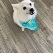 American Eskimo Dog Puppies from Shadow Kennels
