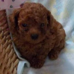 Poodle Puppies from Lowry Toy Poodles