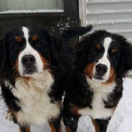 Bernese Mountain Dogs from Evergreen