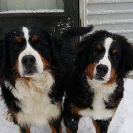 Bernese Mountain Dogs from Evergreen