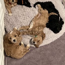 Assorted Doodle Crosses and Cockapoo Puppies from Frosty Acres Cockapoos and Doodles