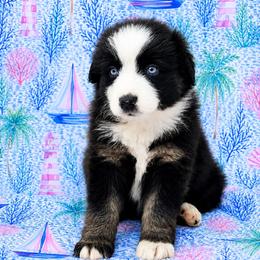 Pirate - Black & white male Miniature Australian Shepherd puppy in Alexandria, Virginia from Fairfax Aussies
