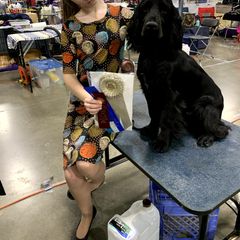 Field Spaniel Puppies from Arietta Field Spaniels