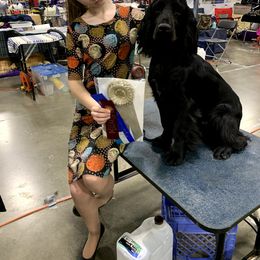 Field Spaniel Puppies from Arietta Field Spaniels