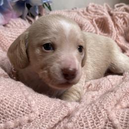 Peony - Cream female Dachshund puppy in Fayetteville, West Virginia from Loop Creek Dachshunds