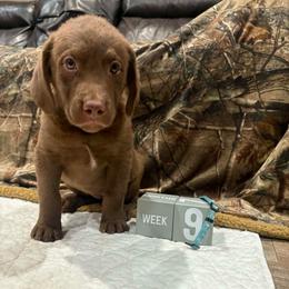 Blue Dot - Brown female Chesapeake Bay Retriever puppy in Wisconsin Dells, Wisconsin from Kilbourn Chesapeakes