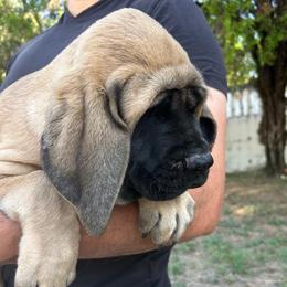 Girl 6 - Fawn female Mastiff puppy in Laredo, Texas from Huereca Mastiff