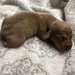 Prancer - Sable male Dachshund puppy in Garfiled, Arkansas from Iron Bear Livestock & Dachshunds