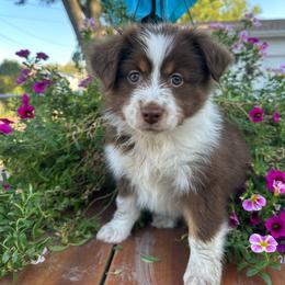 Wendy - Red tri-color female Miniature American Shepherd puppy in Iola, Kansas from Elm Creek Minis