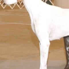 Pointers from Sun Creek Pointers