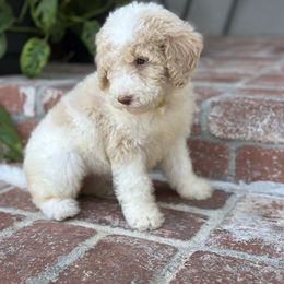 Clara - Cream female Goldendoodle puppy in Los Angeles, California from LA’s Favorite Puppies