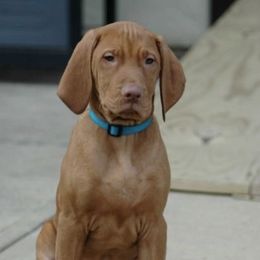 Vizslas from Jazzberry Vizslas