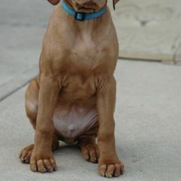 Vizslas from Jazzberry Vizslas